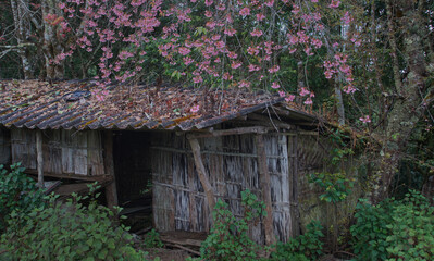 Fototapeta na wymiar An abandoned cottage in a forest with blooming tree of pink Wild Himalaya Cherry