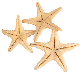 Fototapeta na wymiar Seashell starfish top view isolated on white background with clipping path