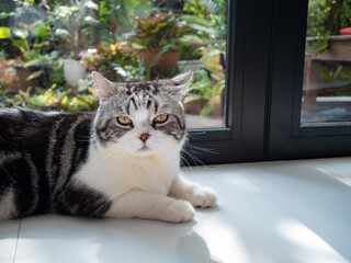 Portrait cute cat sit in living room looking garden outside through window in morning