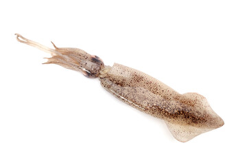 Fresh squid isolated on white background 