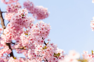 河津桜　満開