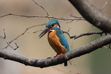 野鳥の宝石と言われているカワセミの写真