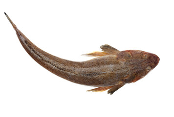 Obraz premium raw fishes on a white background