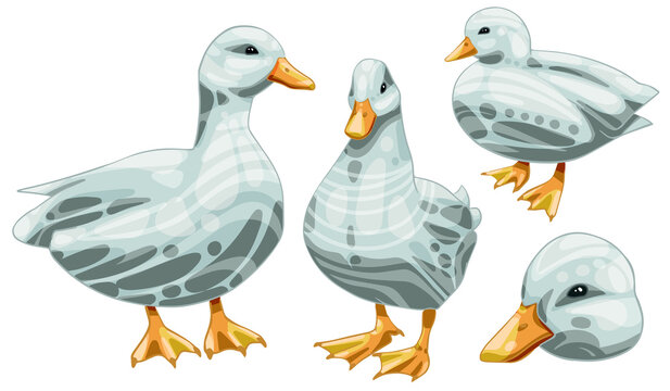 A set of hand-drawn ducks. Breed of White call duck