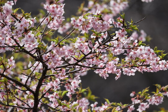 ちょっと早起きの桜の写真
