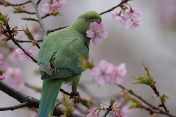 桜の木の中で遊んでいるホンセイインコの写真