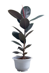 Decora Tree, Indian Rubber Tree or Ficus elastica Roxb. Ex Hornem growing in white plastic pot...