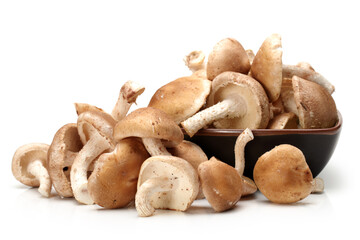 Shiitake mushroom on the White background 