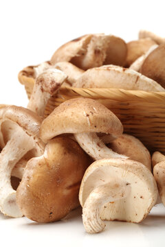 Shiitake mushroom on the White background 