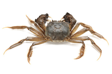 crab isolated on white background