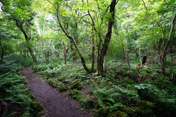 fascinating summer forest with a path