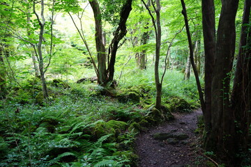 mossy rocks and old trees in thick wild forest