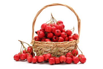 Hawthorn on a white background 