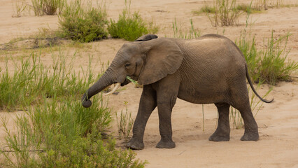 Fototapeta na wymiar African elephant cow feeding in a dry riverbed