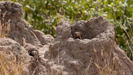 dwarf mongoose in a termite mount