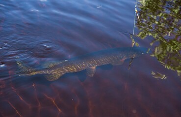 Fototapeta premium fish swimming in the water