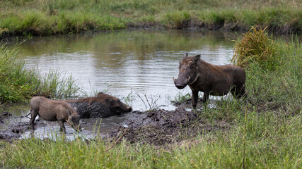 The Warthogs at the waterhole