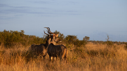 Kudu bull in golden light