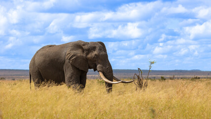 A Big bull African elephant with blue sky background