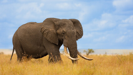 Fototapeta na wymiar A Big bull African elephant with blue sky background