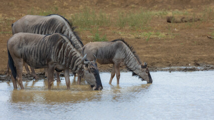 Fototapeta premium the Blue wildebeest drinking water