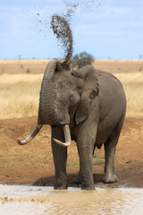 Obraz premium An African elephant bull having a mud shower