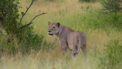 a Lioness on high alert 
