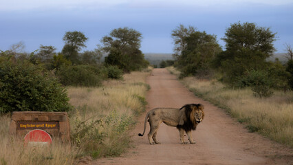 Obraz na płótnie Canvas a big dark mane mature male lion in Kruger National Park