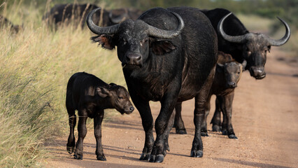 African buffalo cow and calf