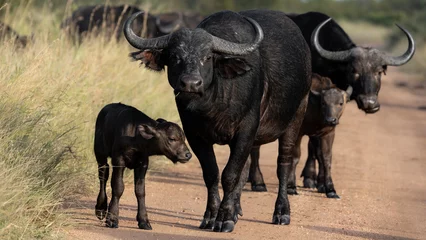Fotobehang Buffel African buffalo cow and calf