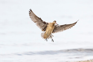着地するオオソリハシシギ (Bar-tailed Godwit)