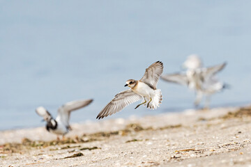 着地するメダイチドリ (Lesser Sand Plover)