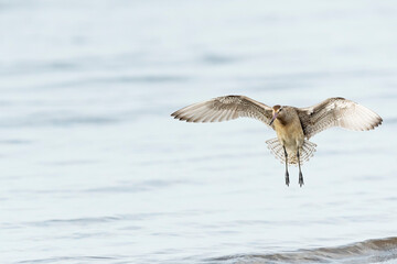 着地するオオソリハシシギ (Bar-tailed Godwit)