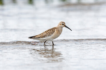 サルハマシギ幼鳥(Curlew Sandpiper)