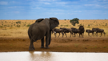 A big elephant keeping the blue wildebeest away from the waterhole