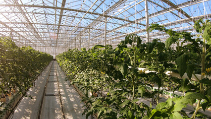 Industrial greenhouse for growing vegetables. Cultivation and selection of vegetables on greenhouse agricultural land, for commercial sale.