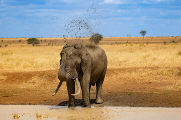 An African elephant bull having a mud shower