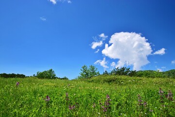 青空に映えるお花畑