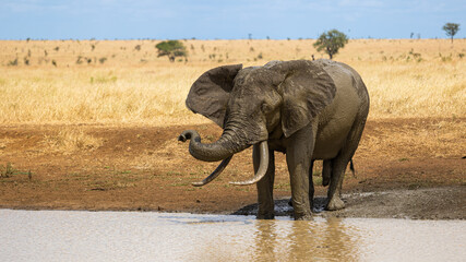 African Eleplant tusker at a waterhole