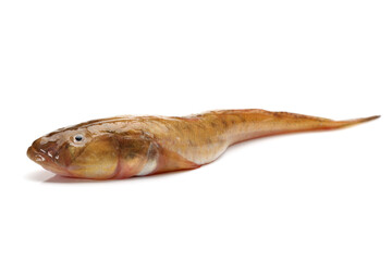 Fototapeta premium fresh flathead fish on white background