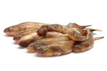 fresh flathead fish on white background