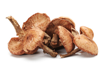 boletus mushrooms on white background