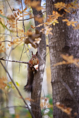 Red squirrel on the tree