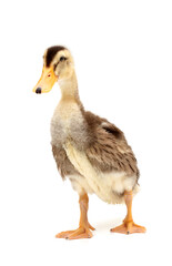 Duckling on white background
