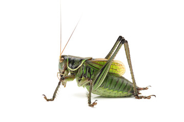 Fototapeta premium grasshopper on white background