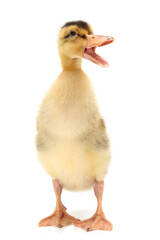 Duckling on white background