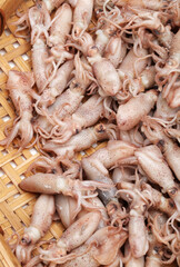 Small Freshly Steamed Squids On White background