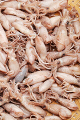 Small Freshly Steamed Squids On White background