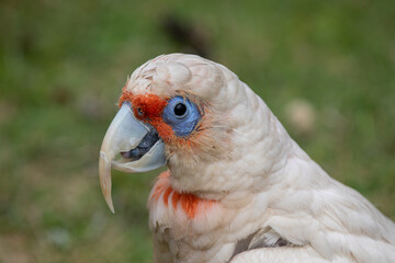 Portrait of a long-billed corella parrot
