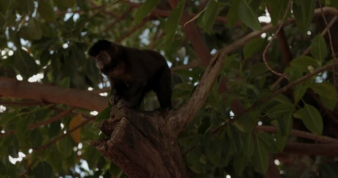 monkey perched in tree looks around curiously